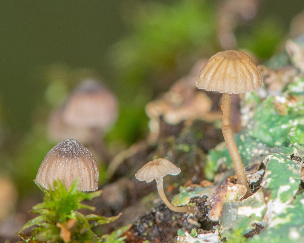 Mycena meliigena (Berk. & Cooke) Sacc., 1887 &copy; Wijnand van Buuren