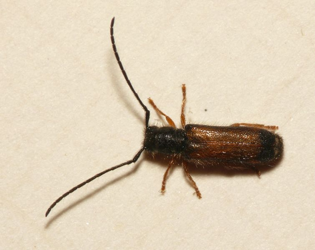 Tetrops starkii Chevrolat, 1859 &copy; Dick Belgers