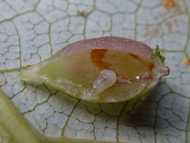 Mikiola fagi (Hartig, 1839) &copy; Hans Jonkman