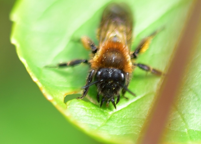 Andrena bicolor Fabricius, 1775 &copy; Louis Westgeest