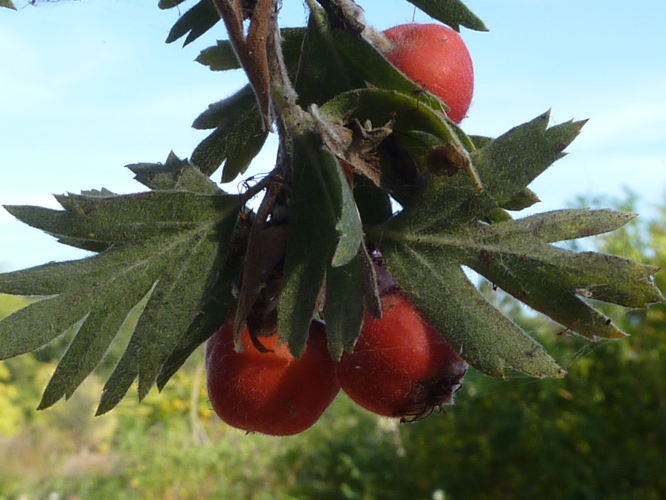 Crataegus laciniata (Rosaceae) detail.JPG &copy; Magnus Manske