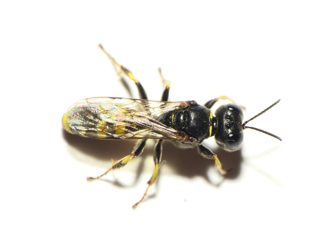 Crossocerus quadrimaculatus (Fabricius, 1793) &copy; Dick Belgers