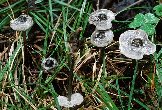 Tephrocybe rancida &copy; MycoKey / Jacob Heilmann-Clausen