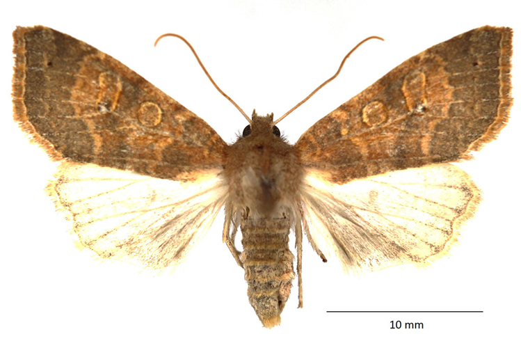 Cirrhia ocellaris (Borkhausen, 1792) &copy; De Prins Willy & Guido