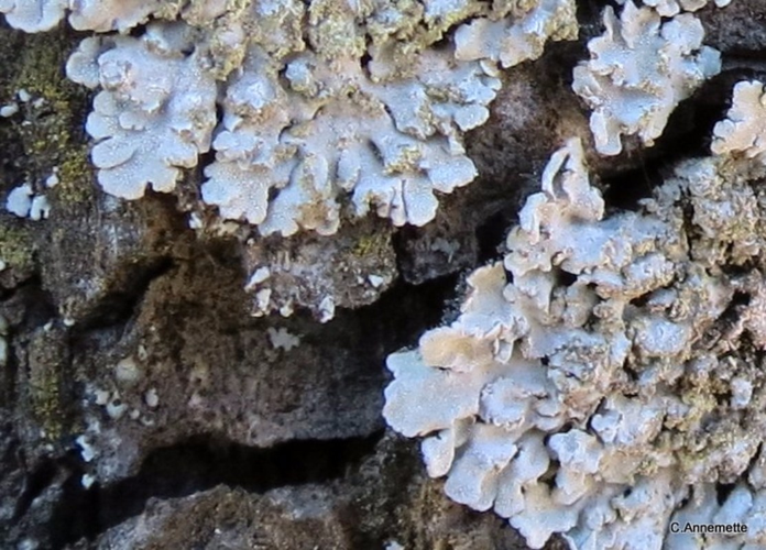 Physconia perisidiosa, DMS-9188886 &copy; Annemette N. Jensen