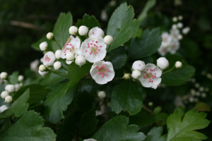 Crataegus-oxyacantha-flowers.JPG © Sten Porse