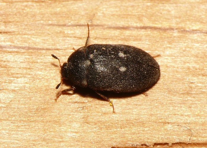 Attagenus pellio (Linnaeus, 1758) &copy; Dick Belgers