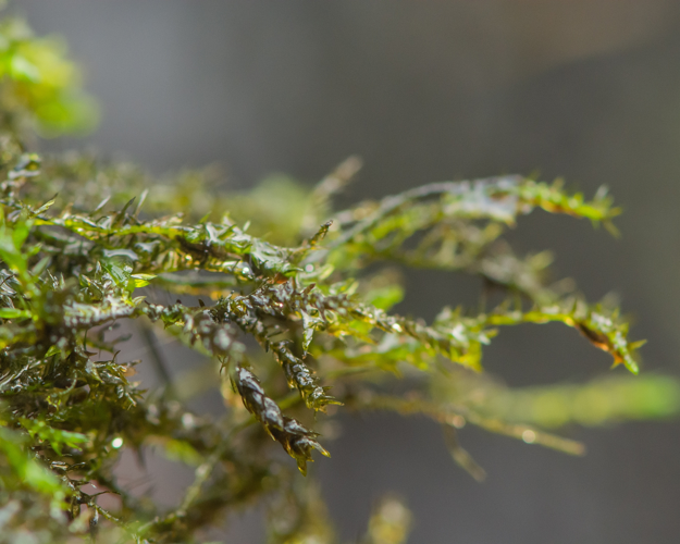 Rhynchostegium riparioides (Hedw.) Cardot, 1913 &copy; Wijnand van Buuren