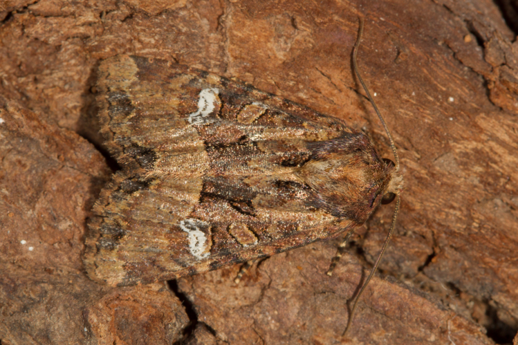 Mesapamea secalis (Linnaeus, 1758) &copy; Sandra Lamberts