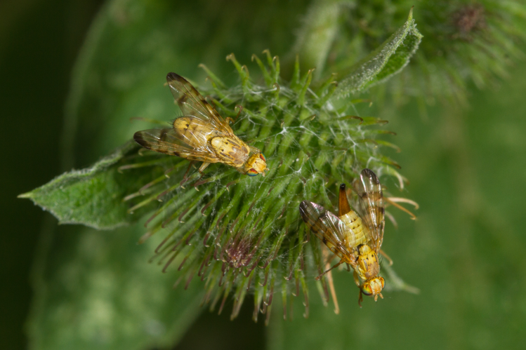 Terellia tussilaginis (Fabricius, 1775) &copy; Sandra Lamberts