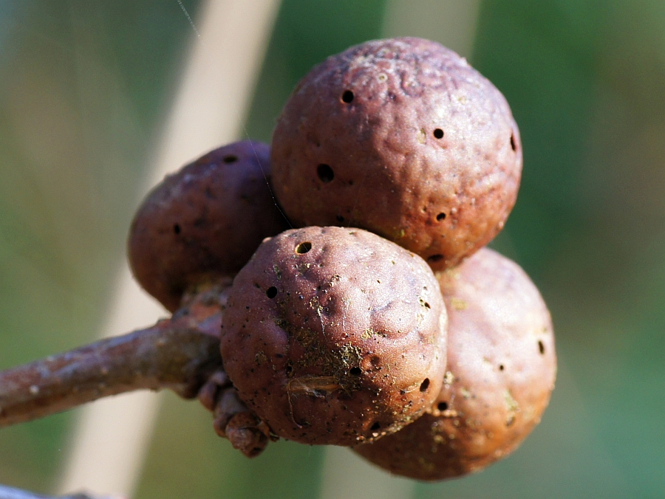 Andricus kollari (Hartig, 1843) &copy; Hans Jonkman