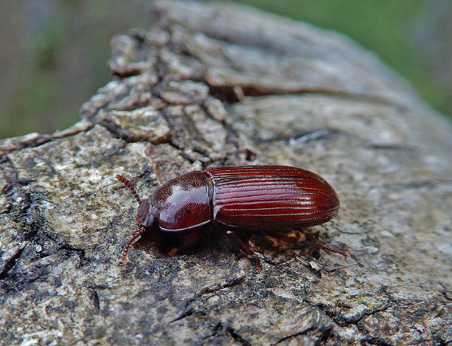Uloma culinaris (Linnaeus, 1758) &copy; Paul Kersten