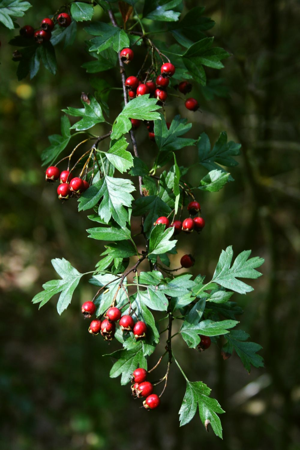 Crataegus monogyna 4.jpg © Franz Xaver
