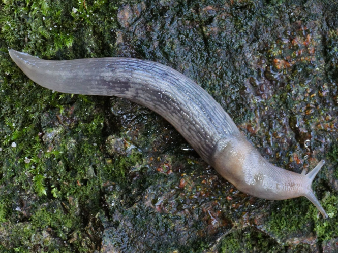 Lehmannia marginata (O.F. Müller, 1774) &copy; Hans Jonkman