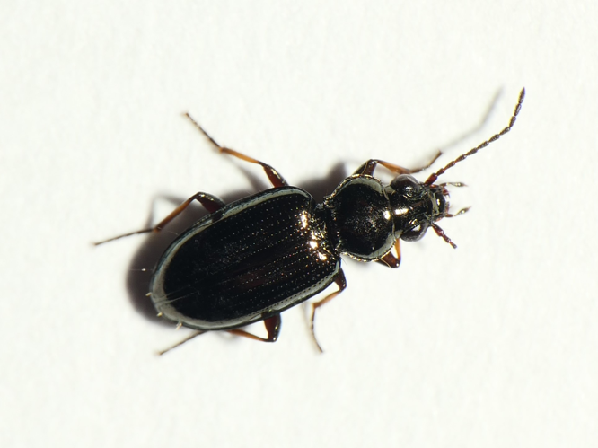 Bembidion properans (Stephens, 1828) &copy; Dick Belgers