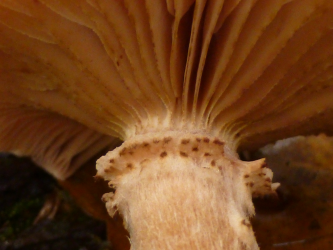 Armillaria ostoyae (Romagn.) Herink, 1973 &copy; Tjerk Nawijn