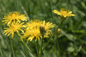 Crepis biennis (Wiesen-Pippau) IMG 22243.JPG © HermannSchachner