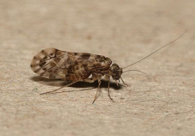 Trichadenotecnum majus (Kolbe, 1880) &copy; Dick Belgers