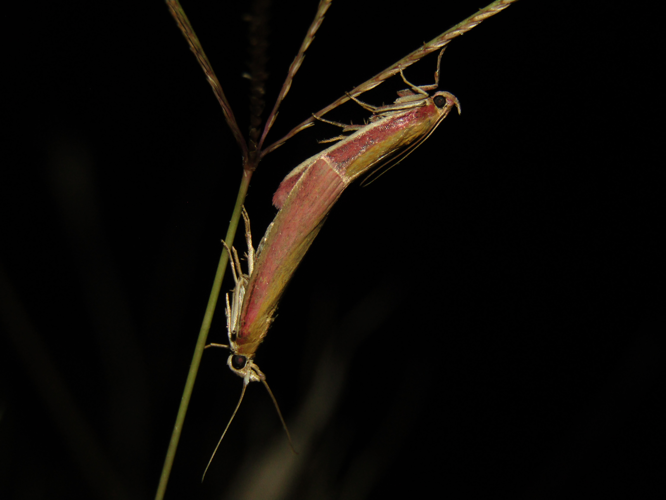 Oncocera semirubella (Scopoli, 1763) &copy; Jeroen Hoek