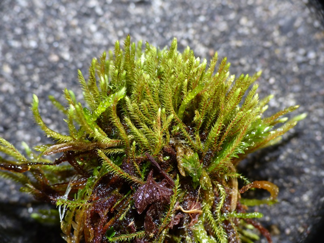 Philonotis fontana (Hedw.) Brid., 1827 &copy; Dick Belgers