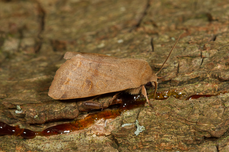Anorthoa munda (Denis & Schiffermüller, 1775) &copy; Sandra Lamberts