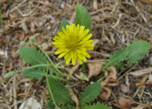 Crepis bursifolia j5961b.JPG © Alogiraf