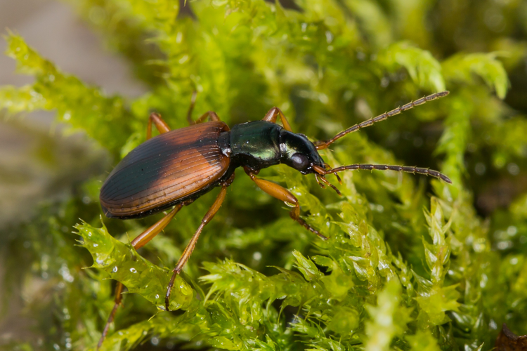 Anchomenus dorsalis (Pontoppidan, 1763) &copy; Maries Elemans