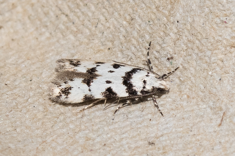 Pseudotelphusa scalella (Scopoli, 1763) &copy; Steeman Chris
