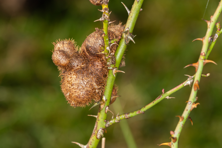 Diplolepis mayri (Schlechtendal, 1877) &copy; Wijnand van Buuren