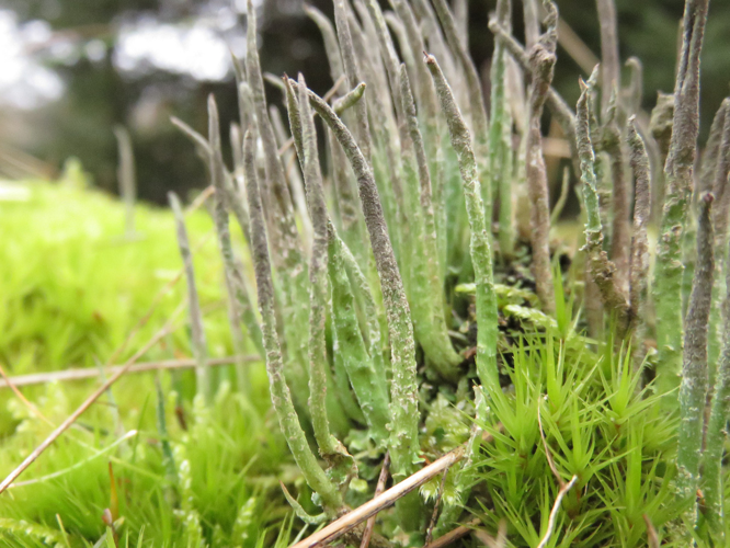 Cladonia cornuta, DMS-9210595 &copy; Lone Melchior Hvidegaard