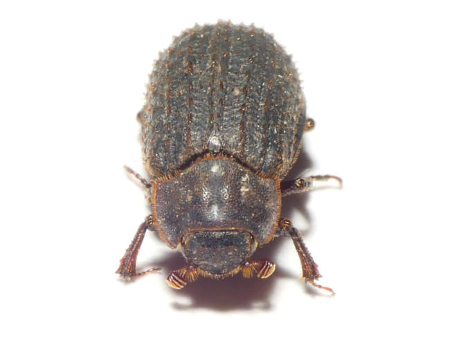 Trox scaber (Linnaeus, 1767) &copy; Dick Belgers