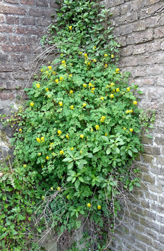 Pseudo-fumaria lutea (L.) Borkh., 1797 &copy; Bert Verbruggen