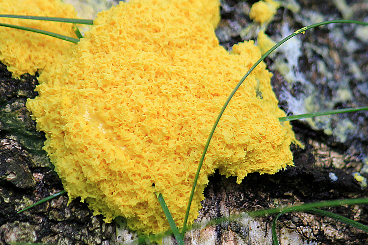 Fuligo septica (L.) F.H.Wigg., 1780 &copy; Annemieke Hoozemans