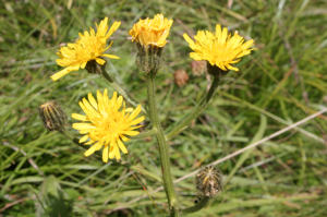 Crepis conyzifolia (Großkorb-Pippau) IMG 28447.JPG © HermannSchachner