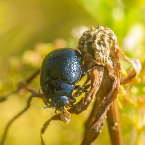 Chrysolina haemoptera (Linnaeus, 1758) &copy; Wijnand van Buuren