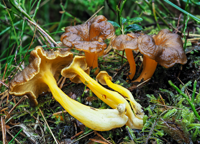 Craterellus lutescens, DMS-10029750 &copy; Jens H. Petersen