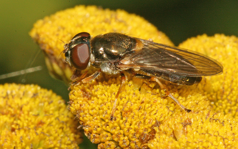 Cheilosia scutellata (Fallén, 1817) &copy; Jan Kersten