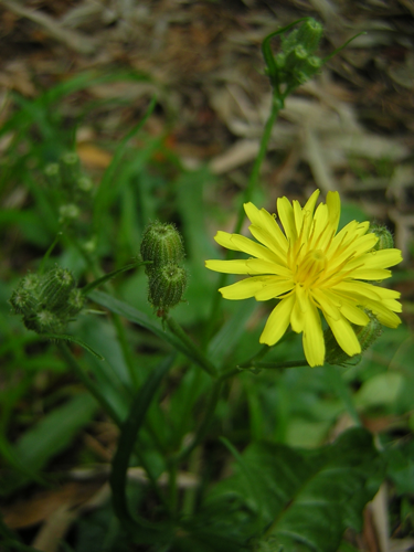 Crepis foetida 1.jpg &copy; Aroche