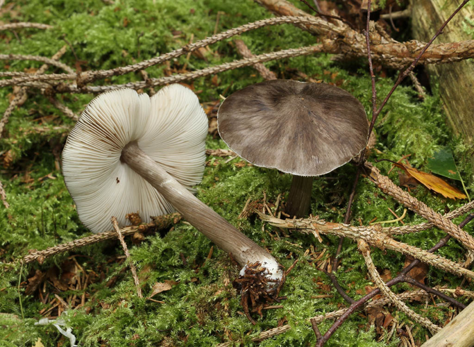Pluteus pouzarianus, DMS-517930 &copy; Thomas Kehlet