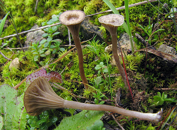 Arrhenia rickenii, JV07-468 &copy; MycoKey / Jan Vesterholt