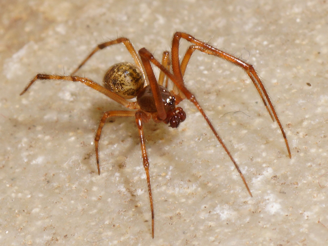 Parasteatoda tepidariorum (C.L. Koch, 1841) &copy; Hans Jonkman