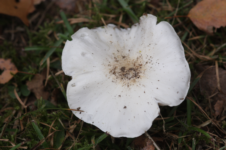 Tricholoma columbetta (Fr.) P.Kumm., 1871 &copy; Tjerk Nawijn