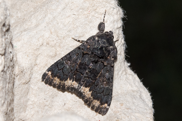 Catephia alchymista (Denis & Schiffermüller, 1775) &copy; Steeman Chris