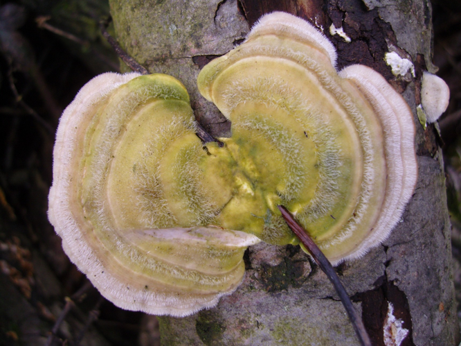 Trametes hirsuta (Wulfen) Pilát, 1939 &copy; Tjerk Nawijn