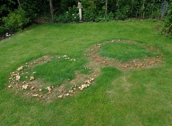 Marasmius oreades (Bolton) Fr., 1836 &copy; Ab Neutel