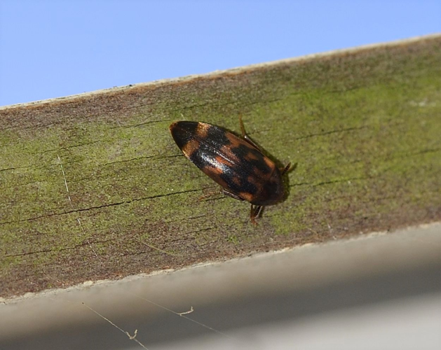 Orchesia undulata Kraatz, 1853 &copy; Louis Westgeest