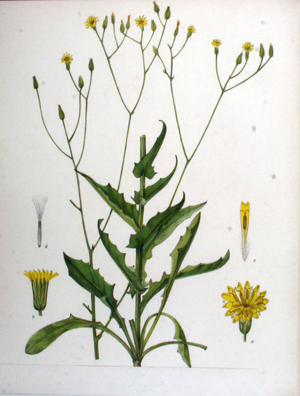 Crepis pulchra.jpg © Oceancetaceen - Alice Chodura