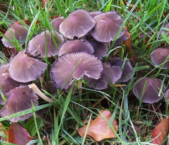 Coprinellus micaceus (Bull.) Vilgalys, Hopple & Jacq.Johnson, 2001 &copy; Ab Neutel