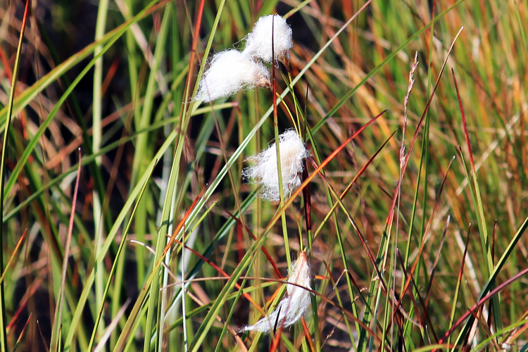 Eriophorum angustifolium Honck., 1782 &copy; Annemieke Hoozemans