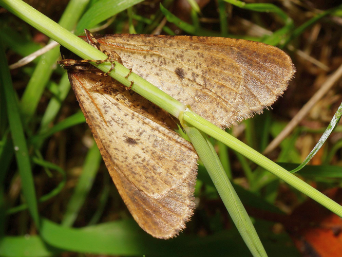 Erannis defoliaria (Clerck, 1759) &copy; Hans Jonkman
